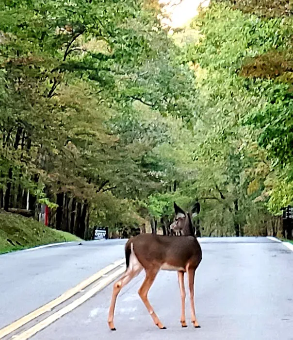 Fall Creek Falls Family Campground C Picture 5