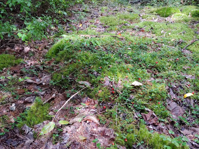 McNabb Creek Group Campground Picture 4