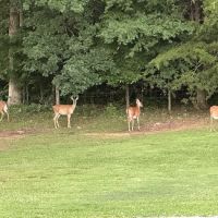 Near Lake Resort ico