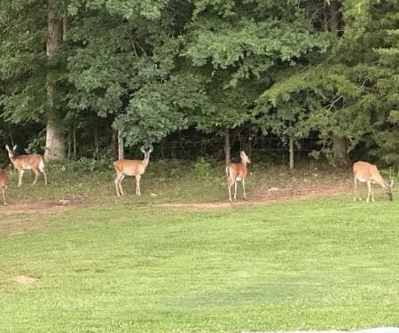 Near Lake Resort