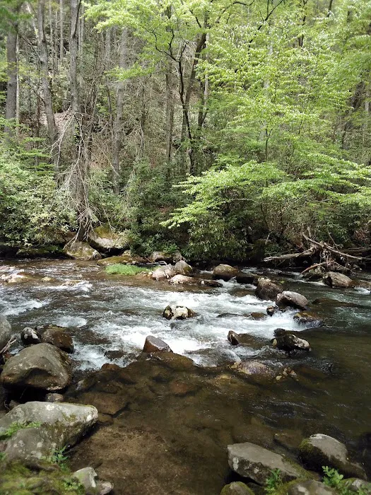 Davis Branch Campground Picture 9