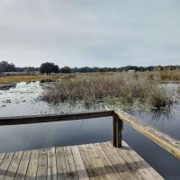 Salt Springs Village ico