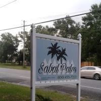 Sabal Palm ico