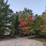 Arbutus Lake State Forest Campground