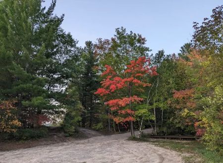 Arbutus Lake State Forest Campground