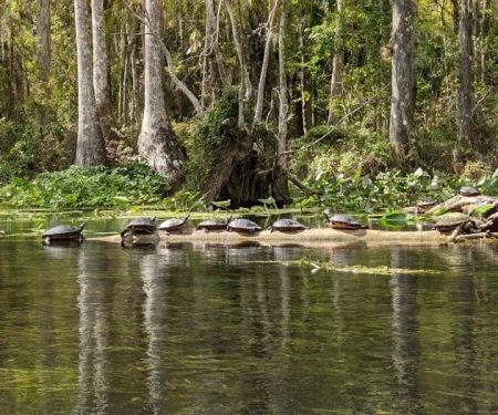 Wilderness RV Resort