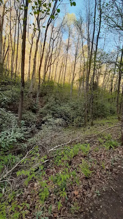Gooch Mountain Shelter Picture 7