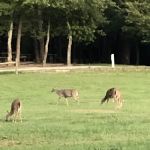 Cane Creek Camp