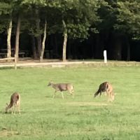 Cane Creek Camp ico