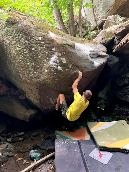Dogwood Climbing Picture 3