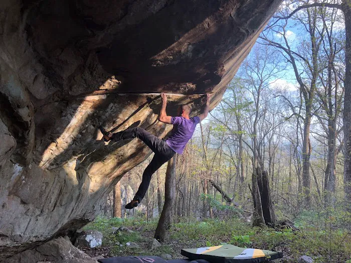 Dogwood Climbing Picture 7