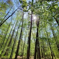 Sawmill Campsite ico