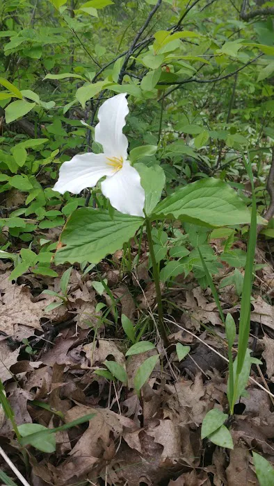 Lake Ann State Forest Campground Picture 9