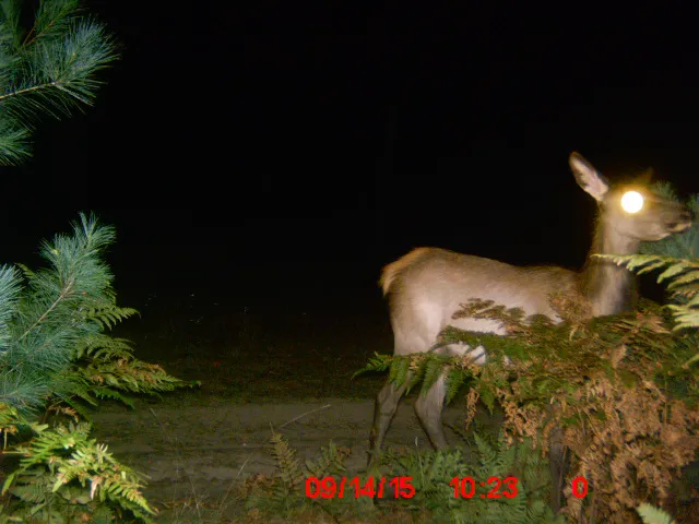 Elkwood Campground Picture 6