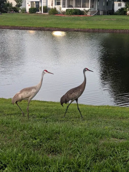 Mid Florida Lakes Picture 13