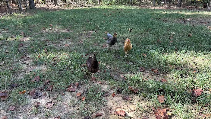 The Getaway on Ranger Creek Picture 3