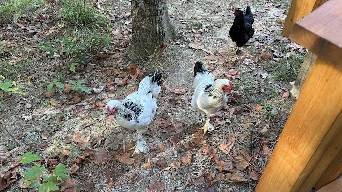 The Getaway on Ranger Creek Picture 9