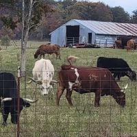 Goldfinch ranch ico