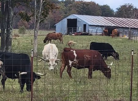 Goldfinch ranch