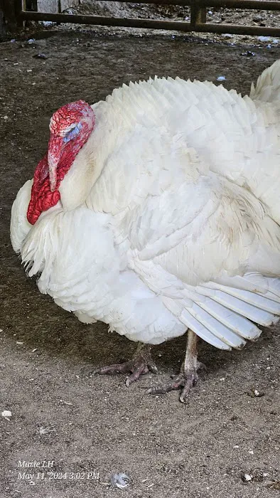 Goldfinch ranch Picture 2