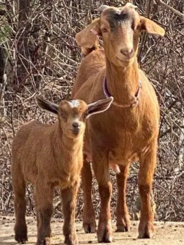 Goldfinch ranch Picture 5