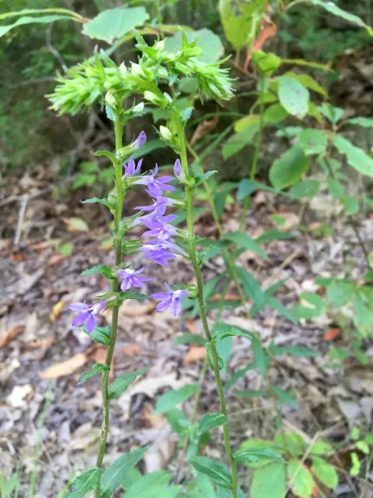 Chilhowee A and B Campground Picture 5