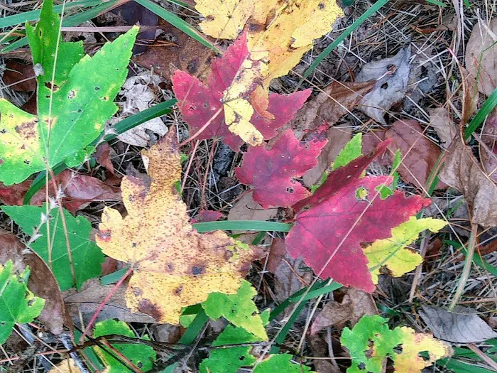 Chilhowee A and B Campground Picture 8
