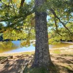 Chilhowee Group Camp