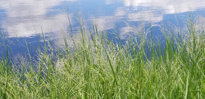 Holbrook Pond Picture 3