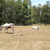 Black Creek Scout Reservation ico