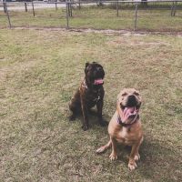 Lake Panasoffkee RV and Campground ico