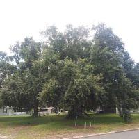 Meadows of Astatula ico