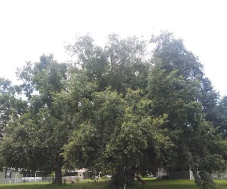 Meadows of Astatula