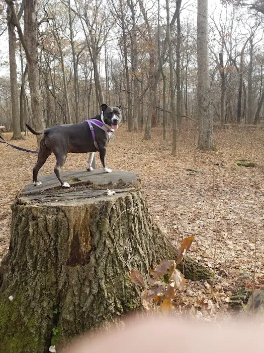 Camp Ground Road Woods Picture 5