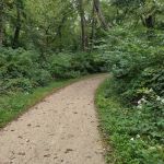 Camp Ground Road Woods