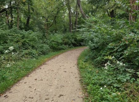 Camp Ground Road Woods