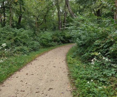 Camp Ground Road Woods