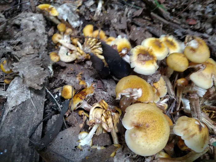 Camp Ground Road Woods Picture 9