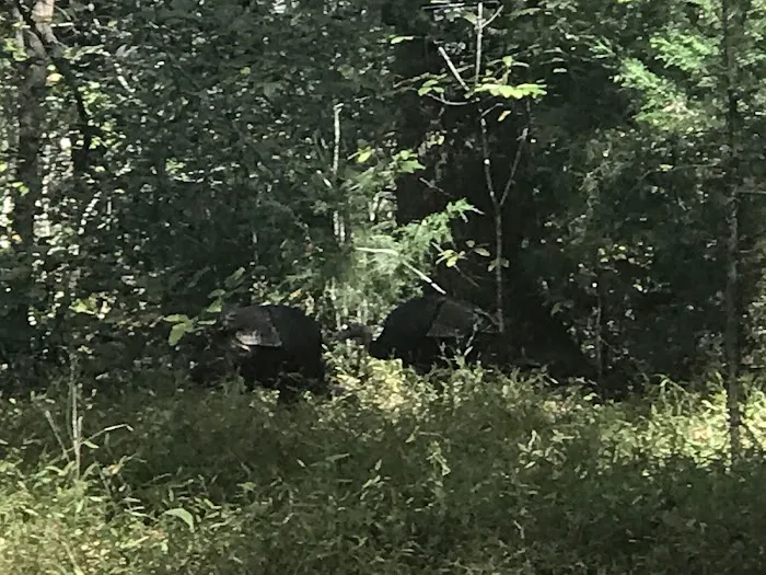 Tennessee Hills Campgrounds Picture 10
