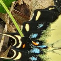Lake Conasauga Overflow Campground ico