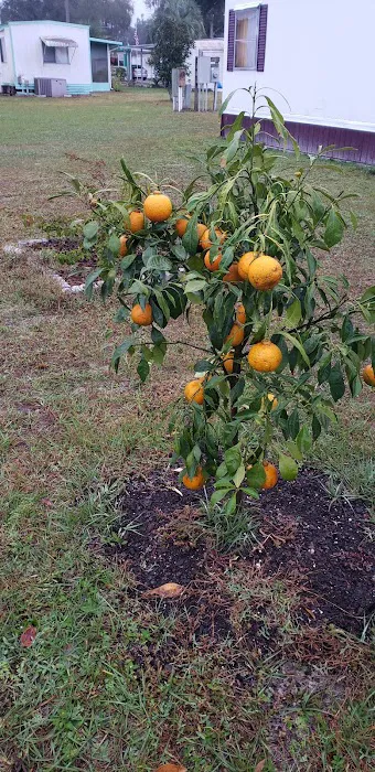 Dogwood Mobile Home Park Picture 10