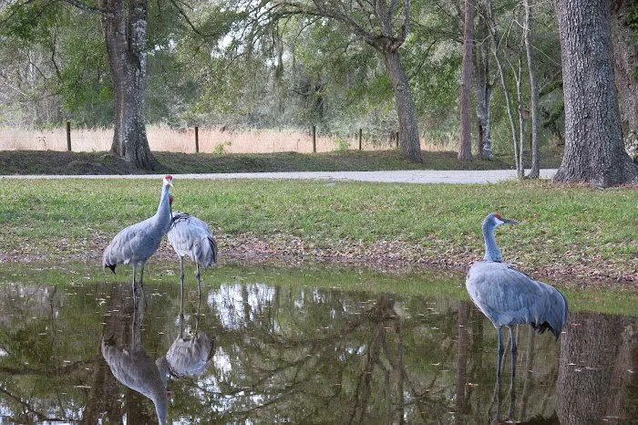 Sumter Oaks - Escapees RV Parks Picture 4