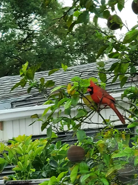 Orange Tree Mobile Home Park Picture 2