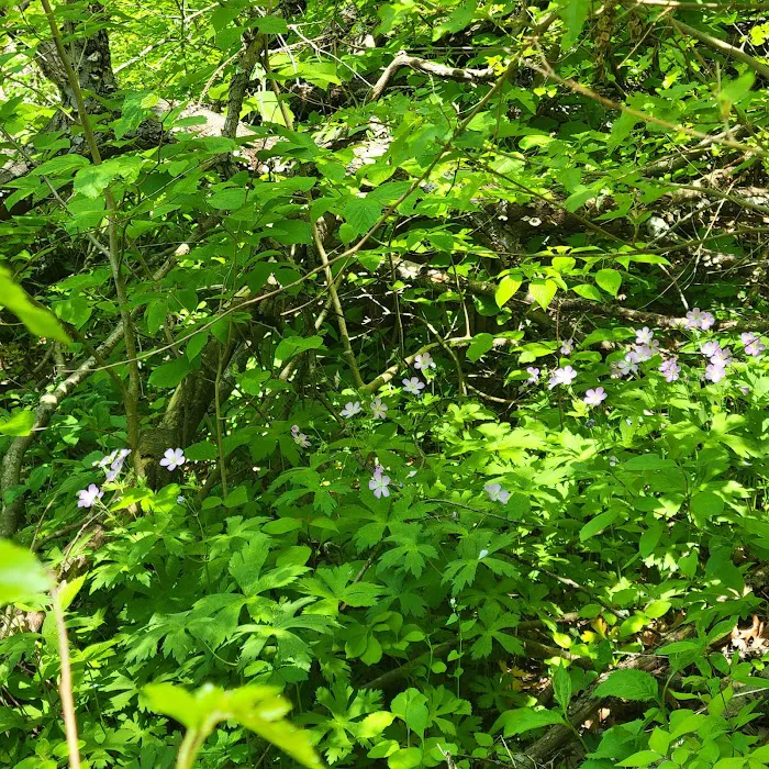 Starved Rock State Park Campground Picture 9
