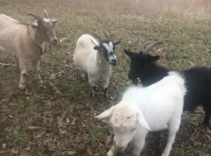 Goat Camp Picture 9