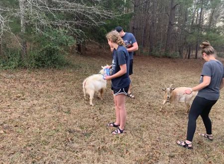 Goat Camp