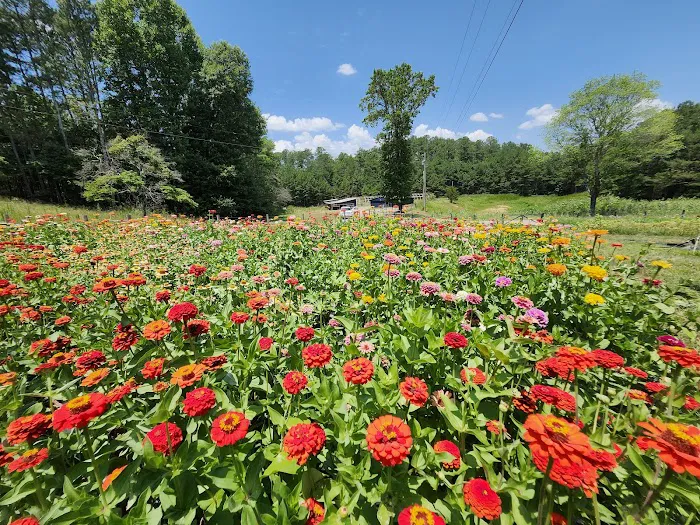 Rolling Ridge Stays & Flower Farm Picture 7