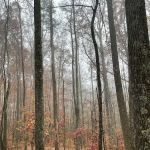 Cloudland Canyon Pioneer Campsites