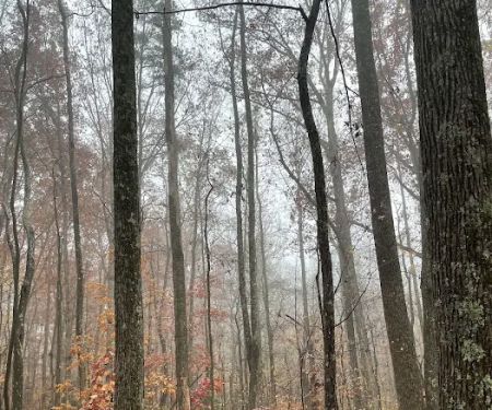 Cloudland Canyon Pioneer Campsites