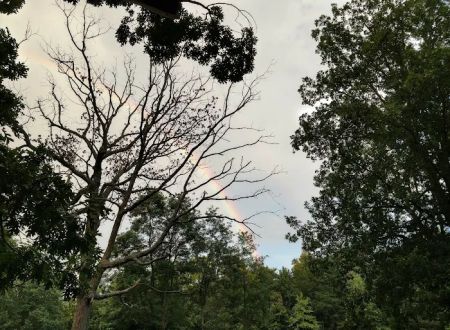 Sawmill Lake Campsite - Crockford Pigeon Mountain WMA